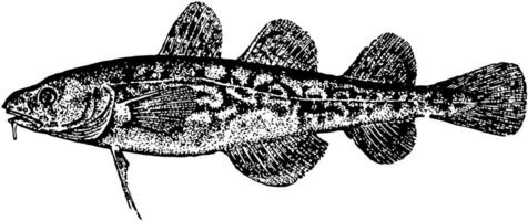 tomcod, årgång illustration. vektor