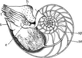 Gelb Schnecke, Jahrgang Illustration. vektor