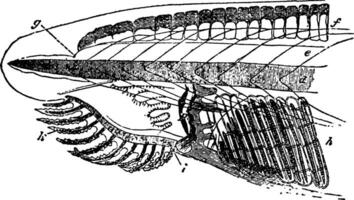 Brachiostoma, Jahrgang Illustration. vektor