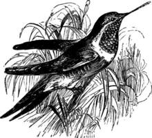 rubin halsen kolibri, årgång illustration. vektor