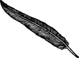 svart fjäder, årgång illustration. vektor