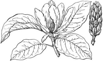 gren av gurka träd årgång illustration. vektor
