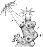 Korallen rubrum, Jahrgang Illustration. vektor