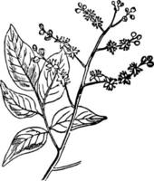 Copaiva Baum Jahrgang Illustration. vektor