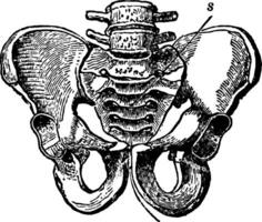 manlig bäcken- ben, årgång illustration. vektor