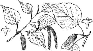 Ast von Betula coerulea Jahrgang Illustration. vektor