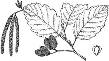 gren av alnus oregona årgång illustration. vektor