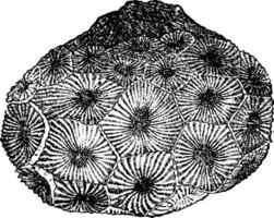 cyathophyllum hexagonum, årgång illustration. vektor