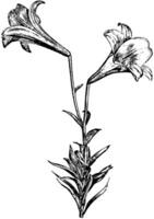 blommor av lilium longiflorum årgång illustration. vektor