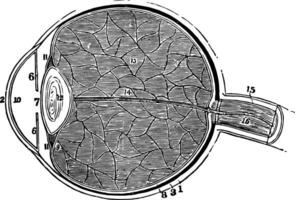 ein Sektion von das Auge, Jahrgang Illustration. vektor