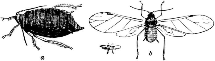 das Bohne Fliege, Jahrgang Illustration. vektor