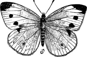 klein Weiß Schmetterling, Jahrgang Illustration. vektor