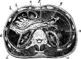 horizontal Sektion durch Abdomen, Jahrgang Illustration. vektor