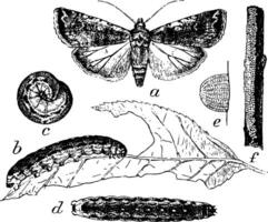 fjäril larv och ägg, årgång illustration. vektor
