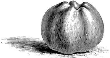 calville blanche äpple årgång illustration. vektor