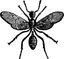 manlig röd myra årgång illustration. vektor