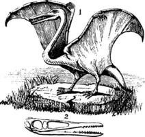 Pterodaktylus Jahrgang Illustration. vektor