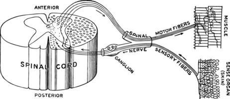 reflex verkan årgång illustration. vektor