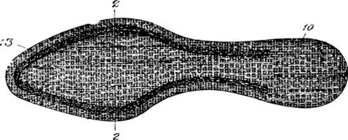 sko innersula av material sätta inuti en sko årgång gravyr. vektor