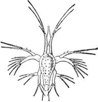 nauplius av en räka, årgång illustration. vektor