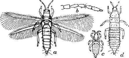 trips tabaci, årgång illustration. vektor