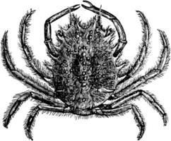 europäisch Spinne Krabbe, Jahrgang Illustration. vektor