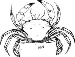 simning krabba, årgång illustration. vektor