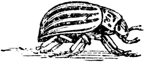 Colorado Käfer, Jahrgang Illustration. vektor