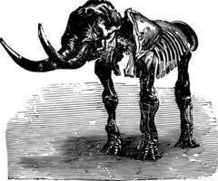 Mastodon Giganteum, Jahrgang Illustration. vektor