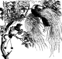 fåglar av paradis, årgång illustration. vektor