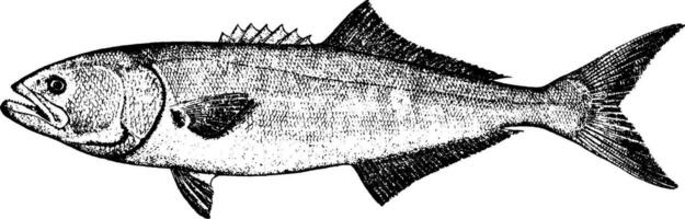 Blaufisch, Jahrgang Illustration. vektor