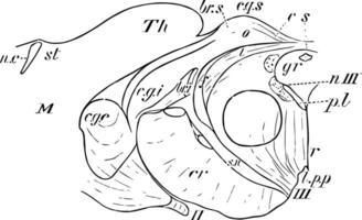 corpus quadrigeminum, årgång illustration vektor