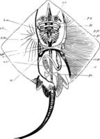 Schlittschuh Skelett, Jahrgang Illustration vektor