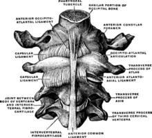 occipital ben och cervical kotor, årgång illustration. vektor
