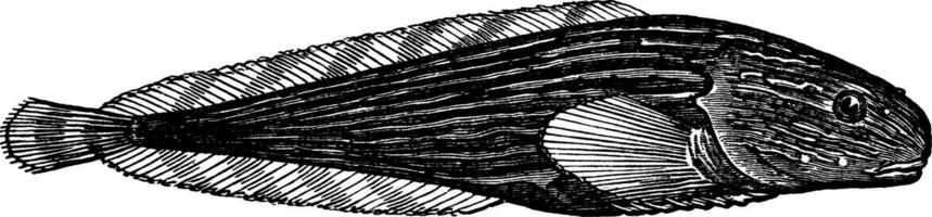 snigelfisk, årgång illustration. vektor