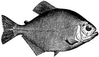 piraya piranha, årgång illustration. vektor