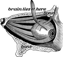 das Auge und es ist Muskeln, Jahrgang Illustration. vektor