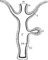 hydrazoan polyp, årgång illustration. vektor