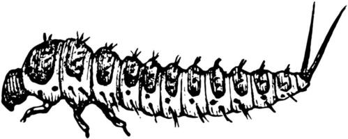 svamp skalbagge larv, årgång illustration. vektor