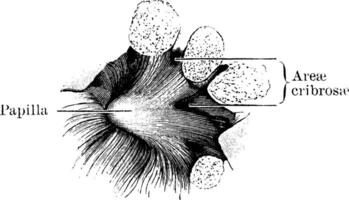 Niere Sinus Wand, Jahrgang Illustration. vektor