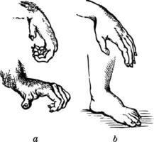 Vergleich von das Hand und das Fuß von ein Affe und menschlich, Jahrgang Illustration vektor