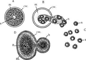 amöba cell division, årgång illustration vektor