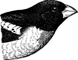 manlig reste sig breasted grosbeak, årgång illustration. vektor