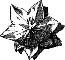 Glockenblume Blume ist benutzt wie ein Ornament Design im eben Formen, Jahrgang Gravur. vektor