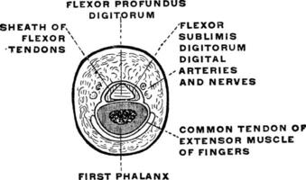 Sektion durch das Finger, Jahrgang Illustration vektor