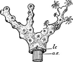 koloni av collarium rubrum, årgång illustration. vektor