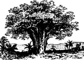 baobab årgång illustration. vektor