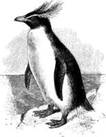 sydlig rockhopper pingvin, årgång illustration. vektor