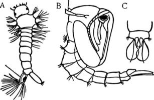 mygga metamorfos, årgång illustration. vektor