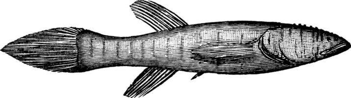 Blindfisch, Jahrgang Illustration. vektor